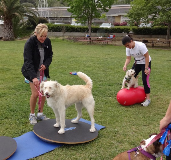 Balance and Core Exercises for your Dog