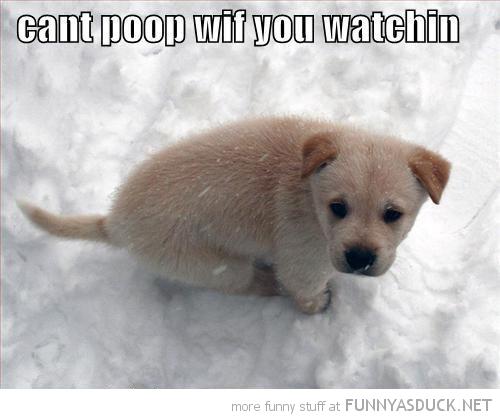 funny dog poop pictures