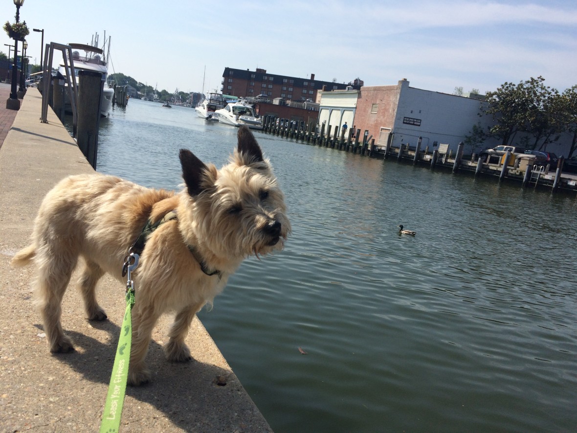 Annapolis Md Leash Your Fitness