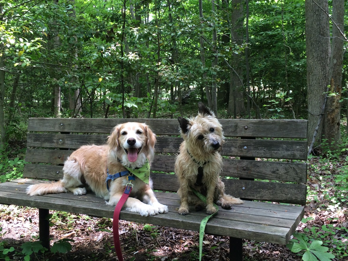 Annapolis Md Leash Your Fitness