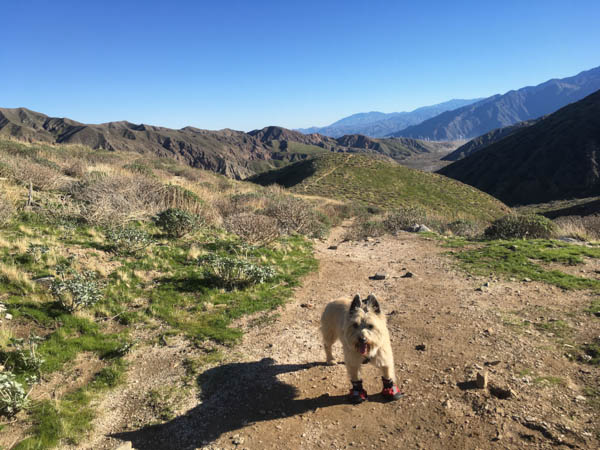 Road trip: Palm Desert - Leash Your Fitness